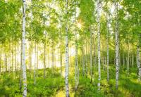 купить Komar National Geographic 8-519