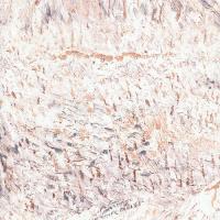 купить BN International Van Gogh 17182