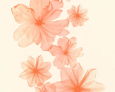 фото A.S.Creation X-Ray 34272-4