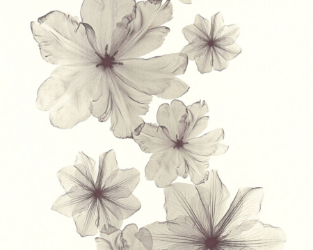 фото A.S.Creation X-Ray 34272-2