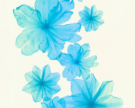 фото A.S.Creation X-Ray 34272-5